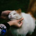 Secure Attachment Happens When Cats Decide You're Safe