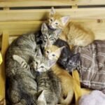 A Man Spots Kittens Trapped Under a Car and Steps In to Save Them