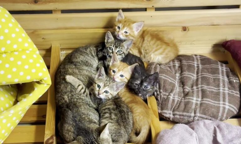 A Man Spots Kittens Trapped Under a Car and Steps In to Save Them