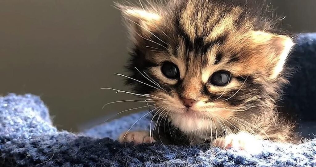 From Fragile Babies To Confident Explorers