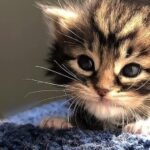 From Fragile Babies To Confident Explorers