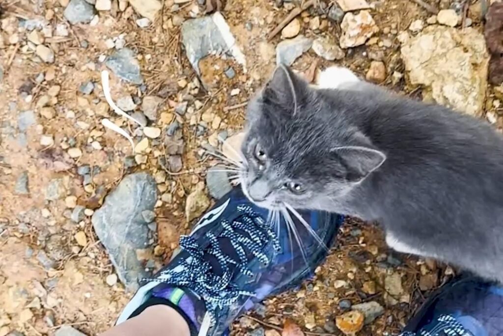 Lost Kitten’s Joy Is Impossible to Miss When She Spots a Hiker Willing to Help