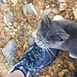 Lost Kitten’s Joy Is Impossible to Miss When She Spots a Hiker Willing to Help