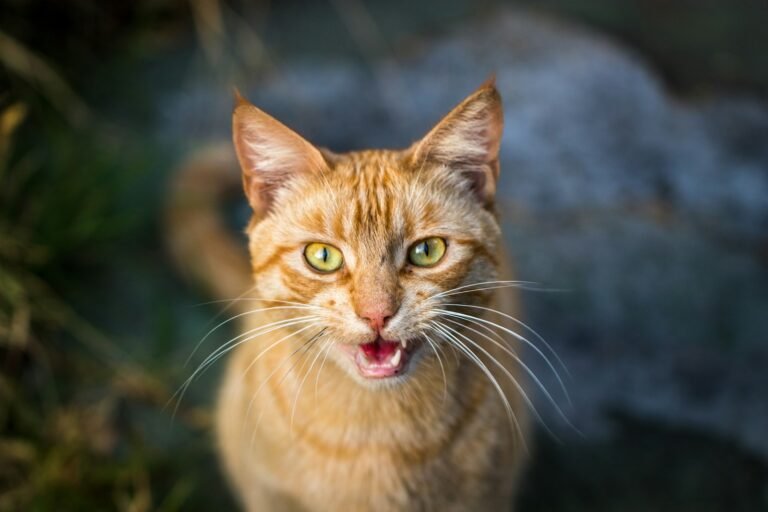 Cats Use More Than 100 Different Vocalizations