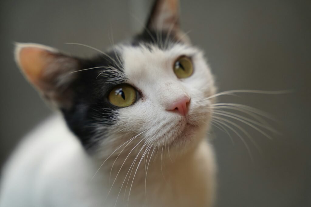 Curiosity and Novelty Keep Things Interesting