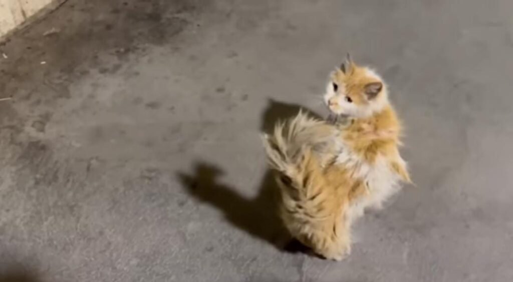 A Matted Stray Cat’s amazing transformation to a Whole New Life