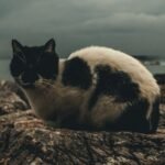 Earthquakes and Natural Disasters