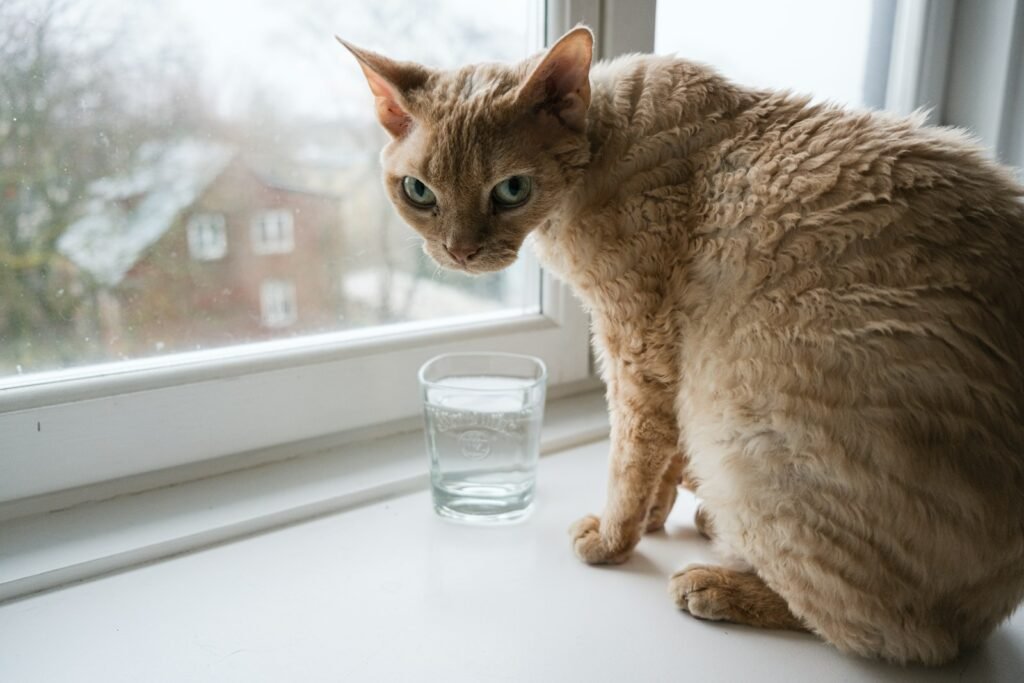 All Cats Hate Water