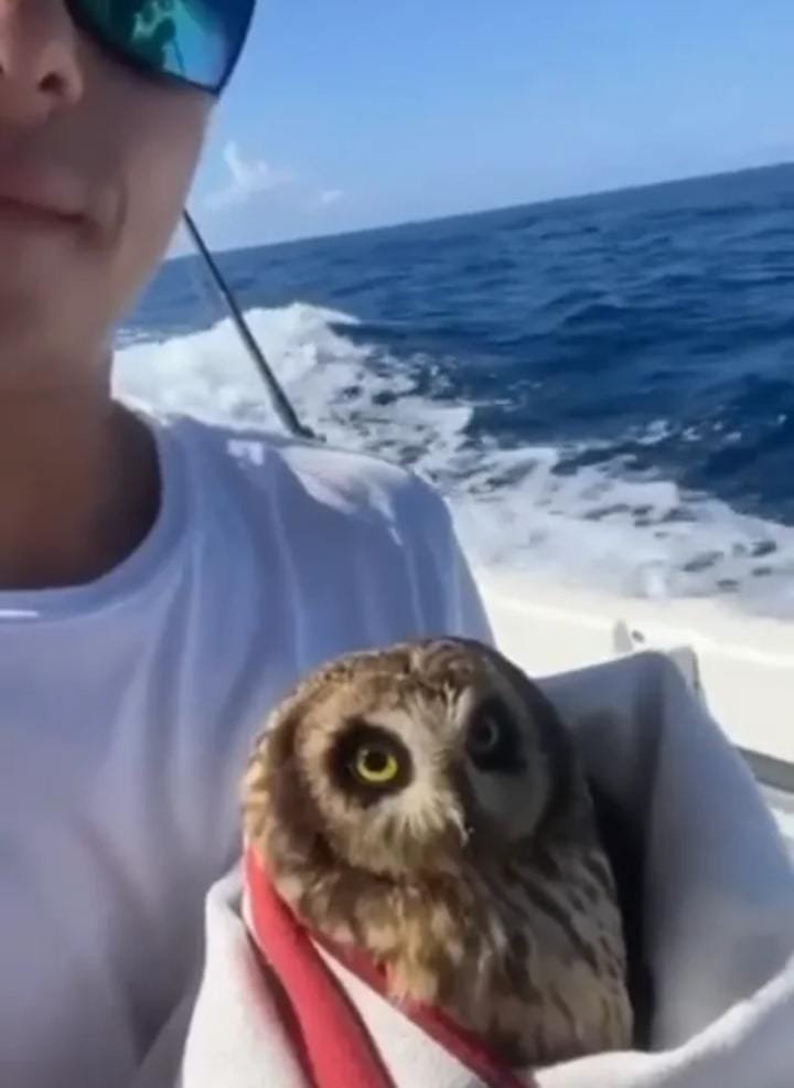 A Feathered Surprise on the Open Water