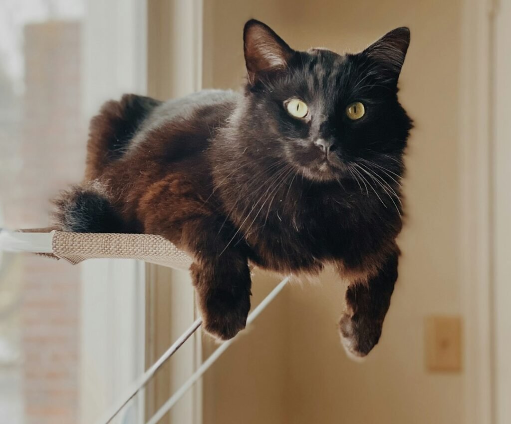 Setting Up a Window Perch for Bird Watching