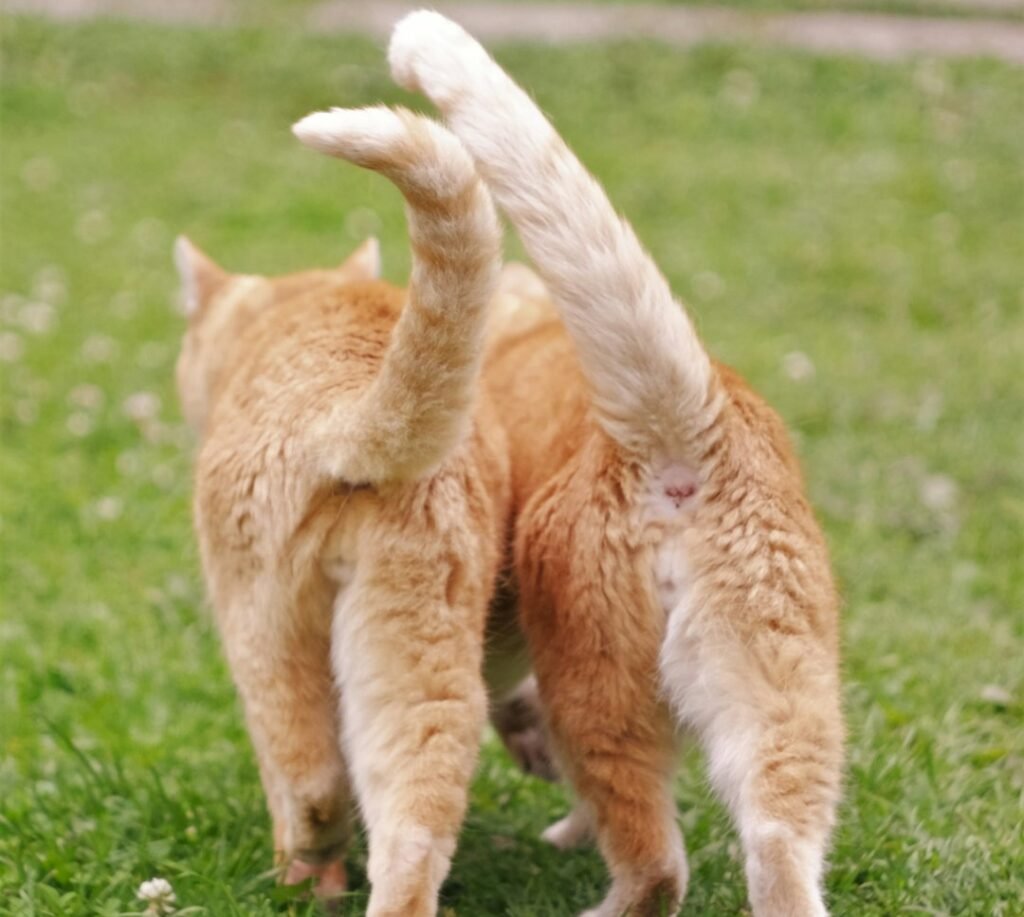 Tail Talk: What That Swishing Really Means