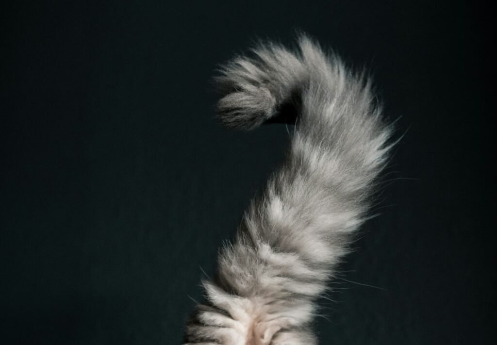 That Tail Curve at the Tip Tells You Everything