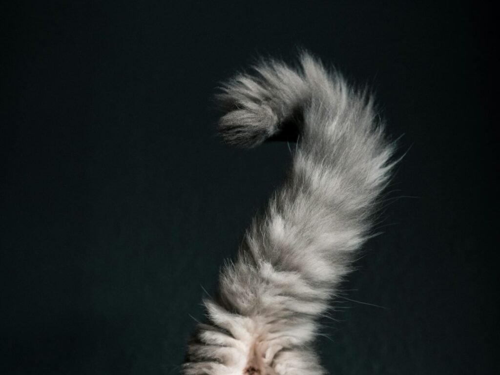 The Mysterious Hook Tail Position