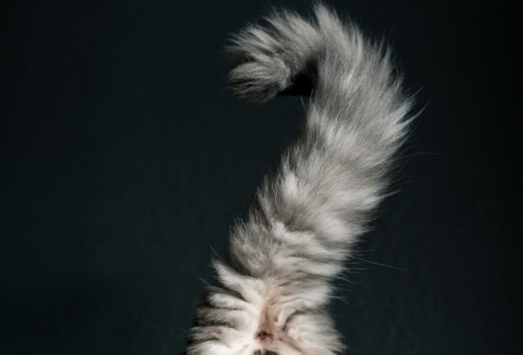 The Upright Tail with a Question Mark Curve