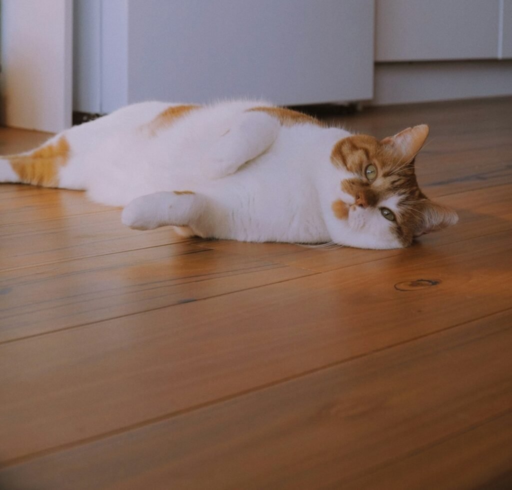 Between Floorboards and Baseboards
