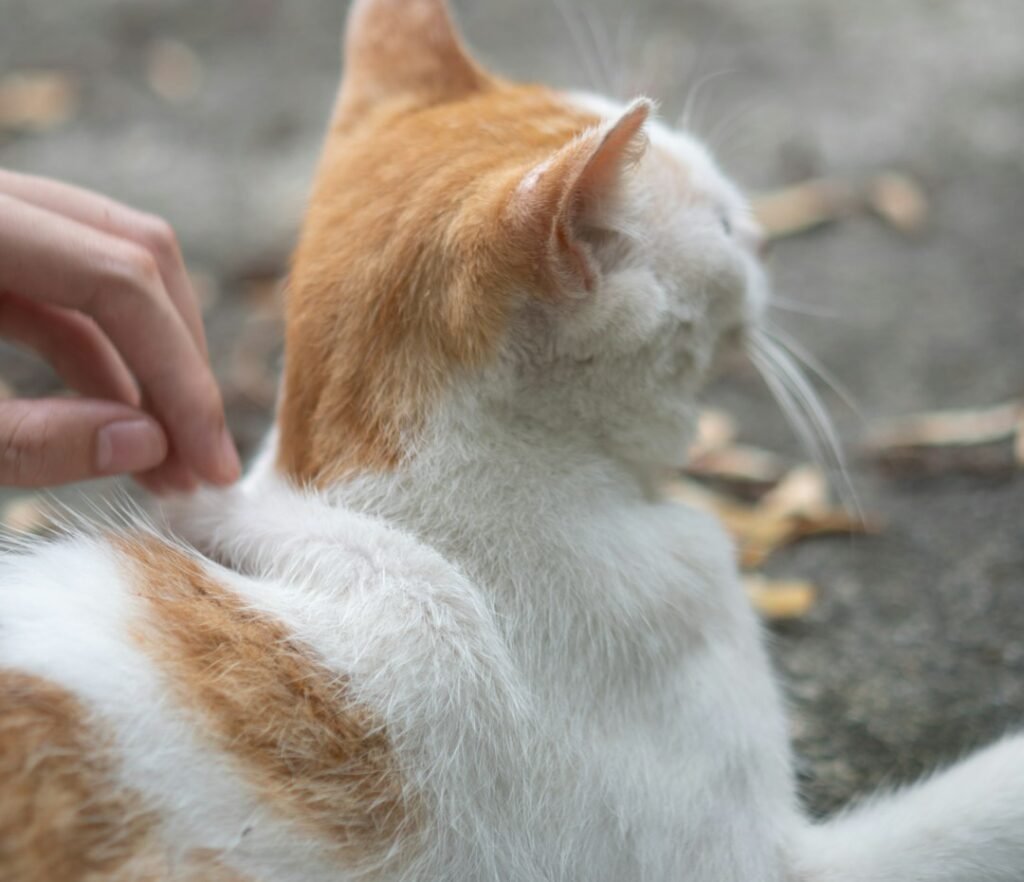 The Mysterious Back Ripple