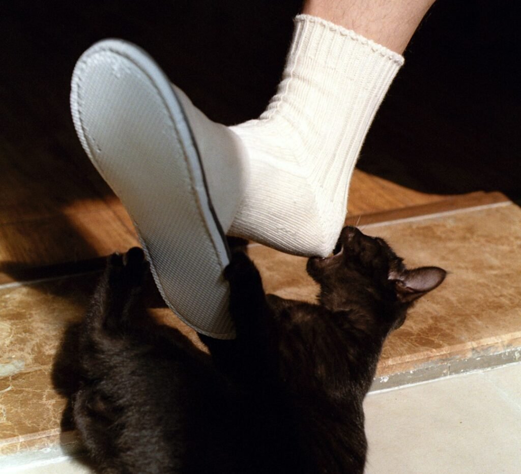 When Hunting Behavior Goes Wrong