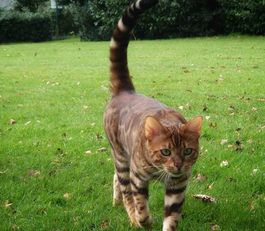 The Twitching Tip of the Tail