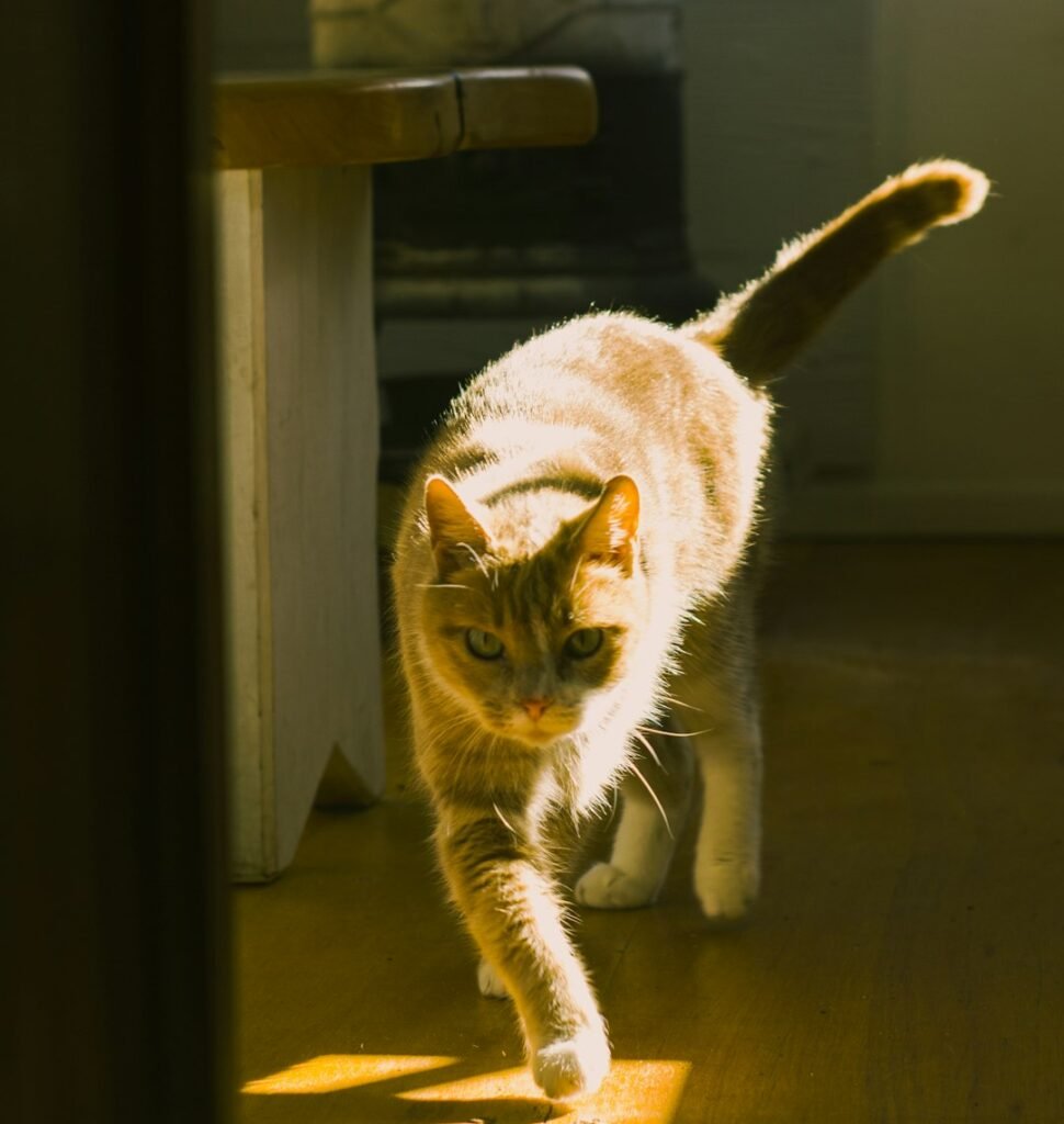 When Daily Zoomies Signal Understimulation