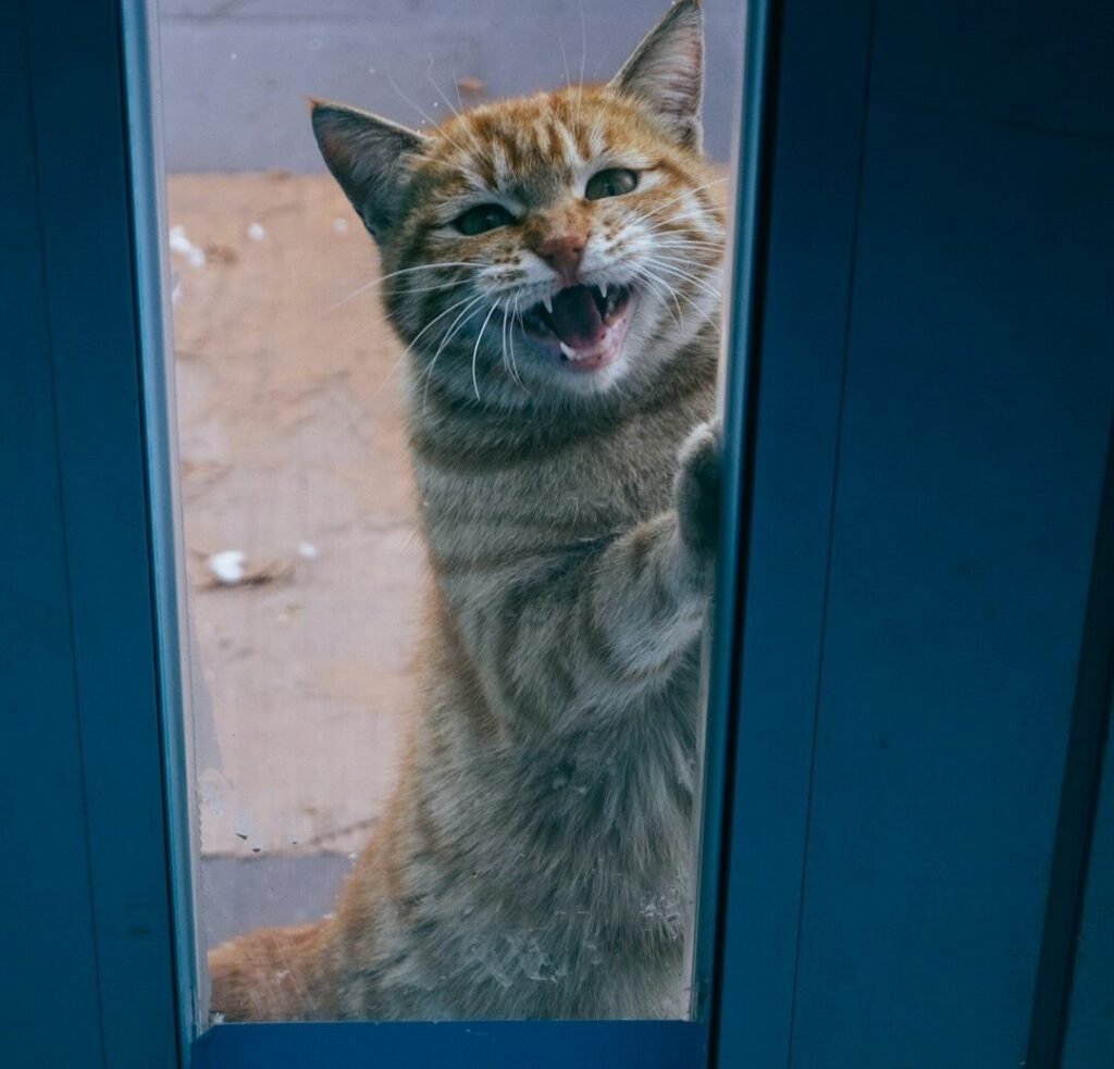 Persistent Door Scratching and Vocal Protests