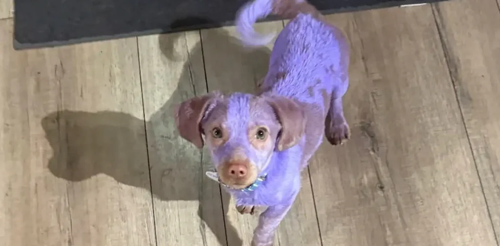 Rescued Puppy Benny Triumphs Over Toxic Dye Burns to Embrace New Life