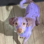 Rescued Puppy Benny Triumphs Over Toxic Dye Burns to Embrace New Life