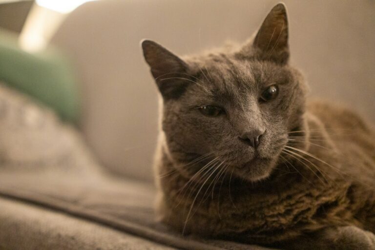 What Feline Dementia Looks Like