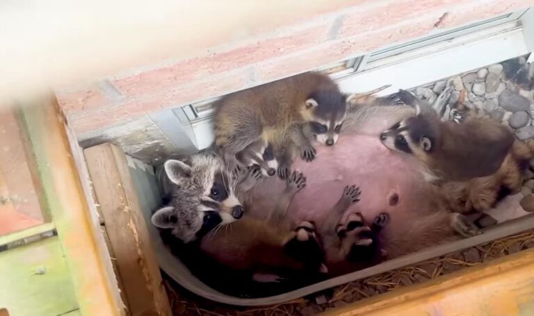 Mother Raccoon Defies Odds: Family's Window Well Becomes Nursery in Heartwarming Urban Rescue