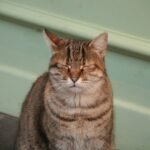 It's Not Just for Humans