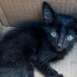 Couple’s Quick Stop at Lowe’s Turns Into an Unexpected Cat Rescue