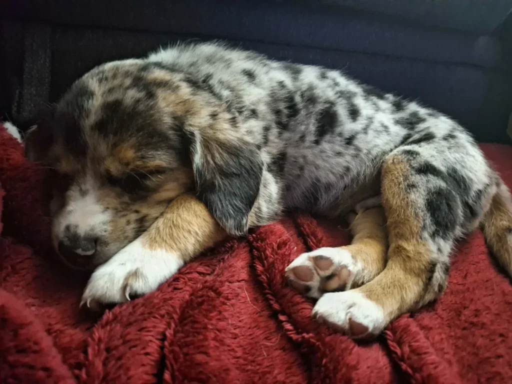 Discovery in the Woods