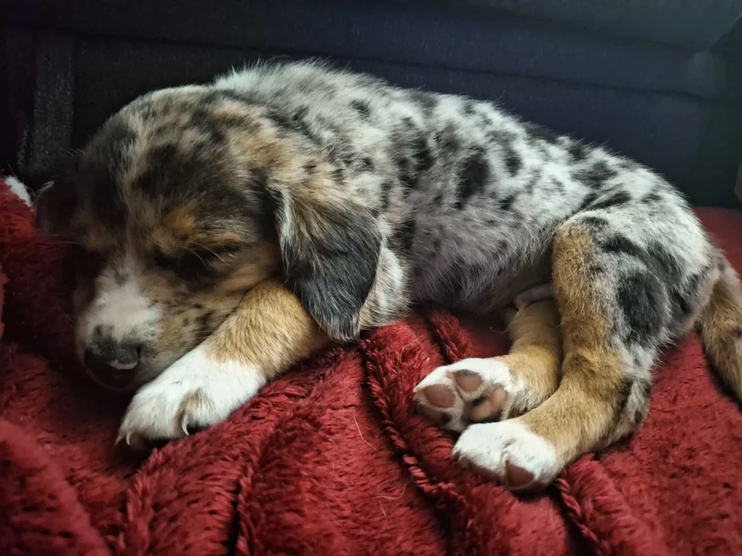 Discovery in the Woods