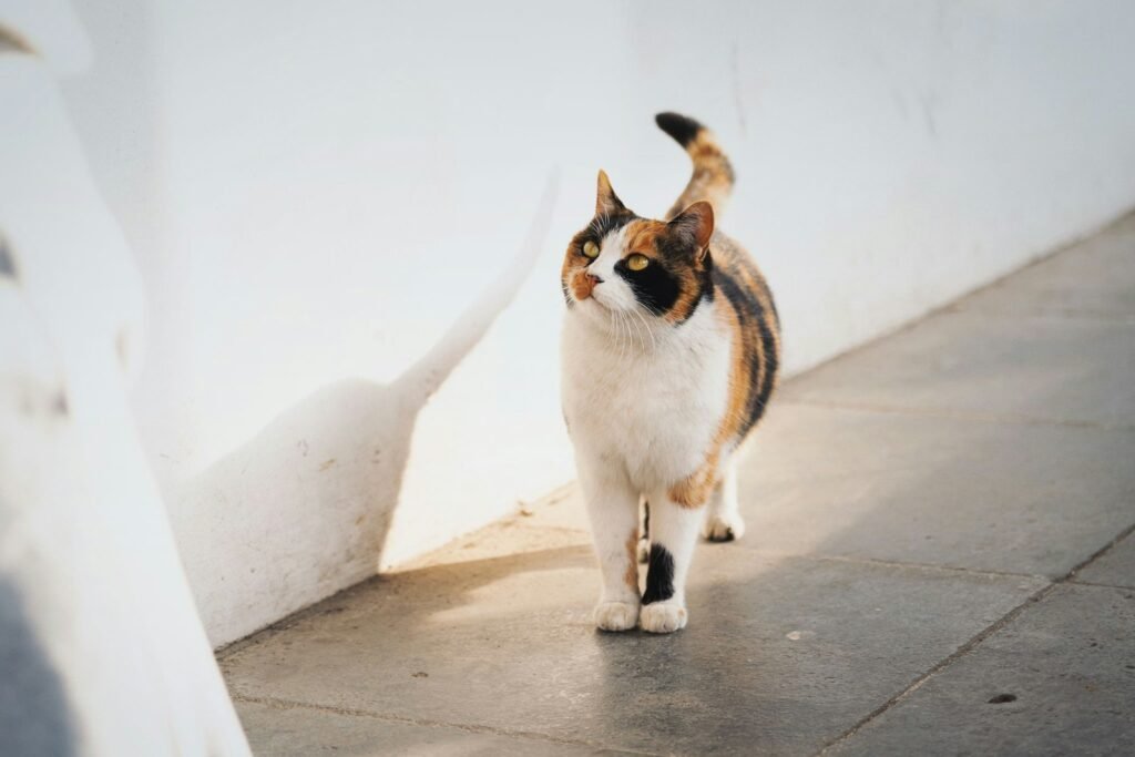 Following You From Room to Room