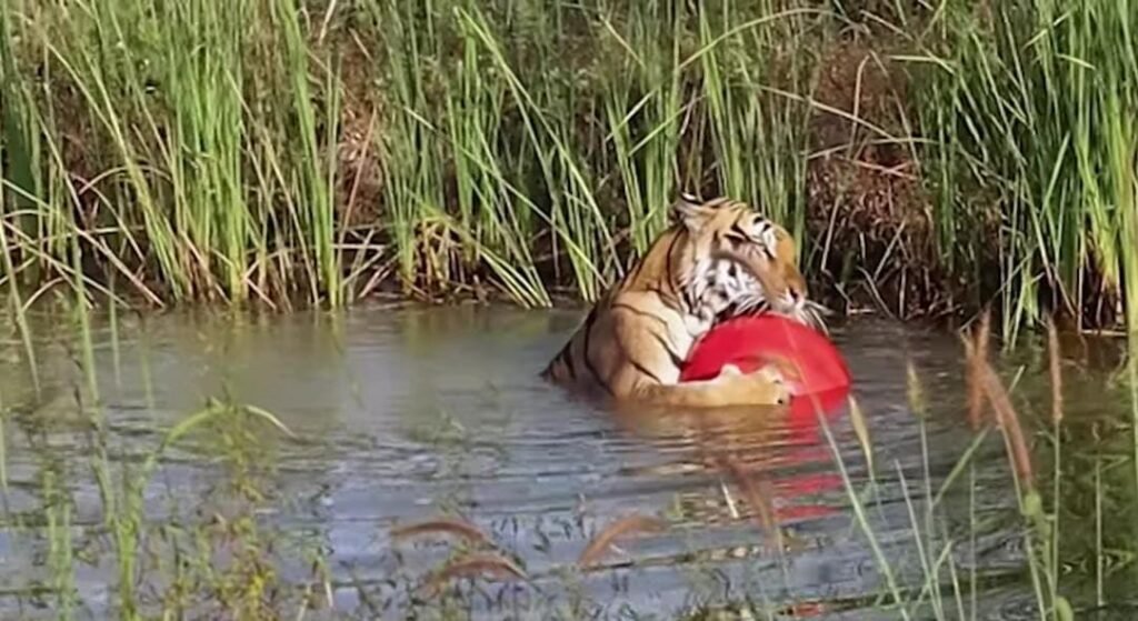 Rescued Tiger From Zoo Finds Joy Clinging to His Beloved Giant Red Ball