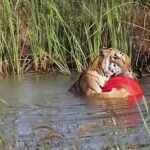 Rescued Tiger From Zoo Finds Joy Clinging to His Beloved Giant Red Ball