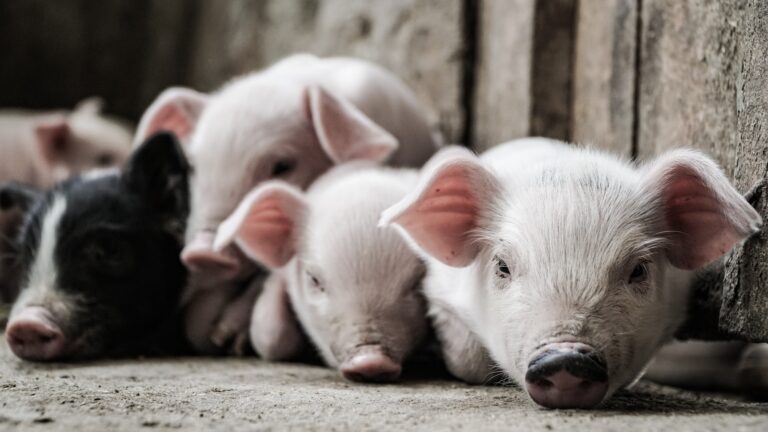 A Landmark Legal Change Ends Live-Fire Animal Wounding
