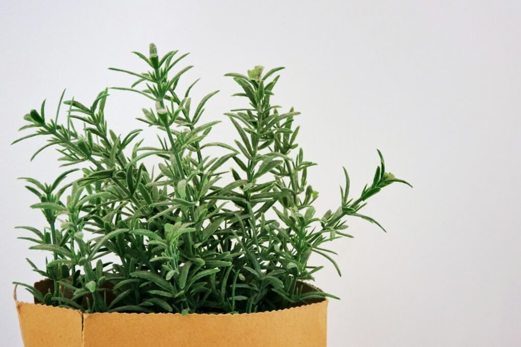 Rosemary: A Gentler Herbal Approach