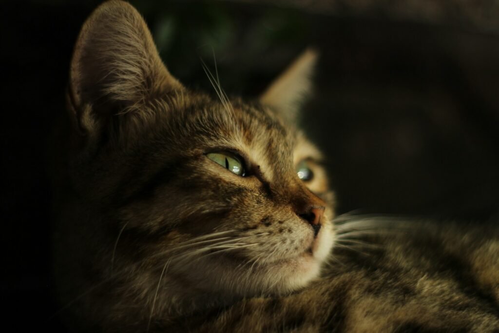 The Connection to Human Smiles