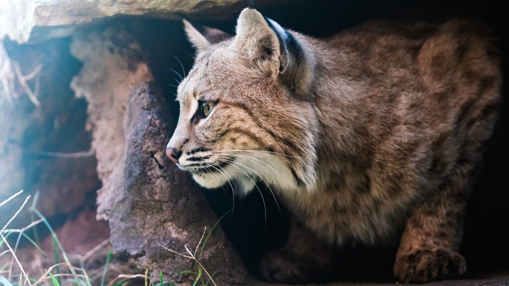 Virgo: The Bobcat