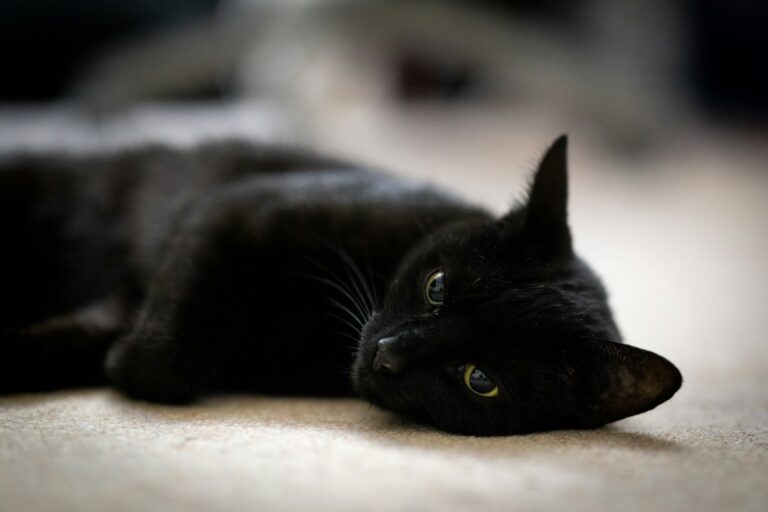 A Heartbreaking Farewell to a Longtime Friend