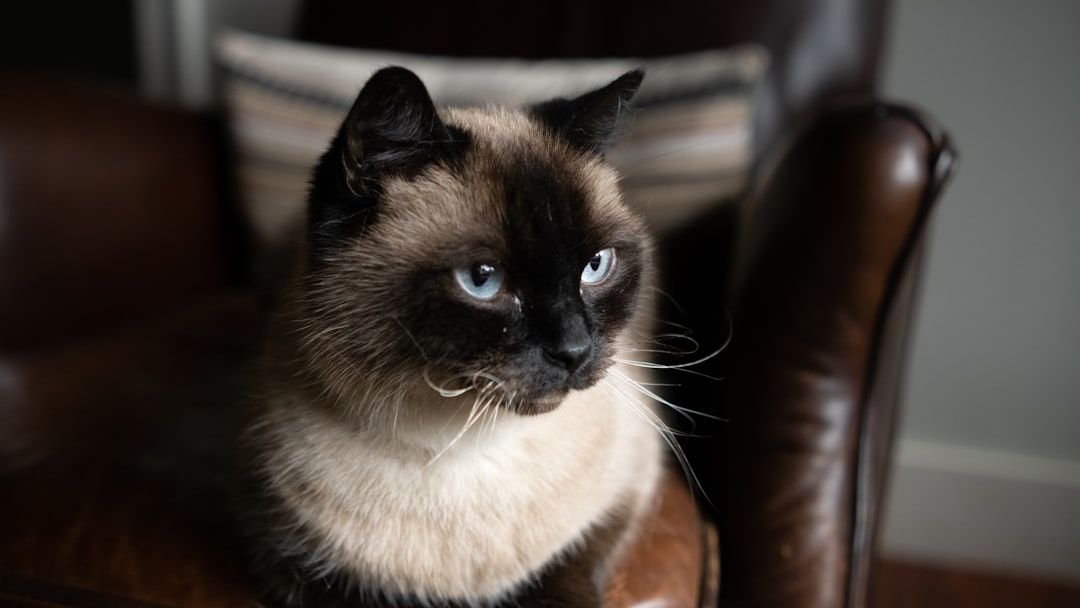 The Zodiac Signs That Would Bond Well With a Siamese Cat