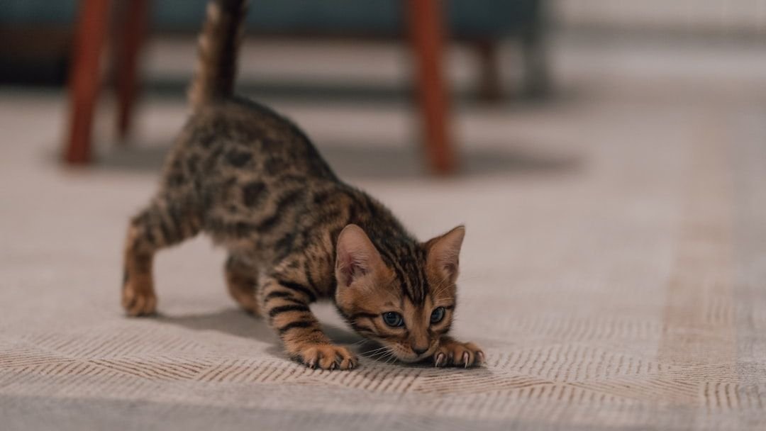 7 Cat Breeds That Play Fetch (And 7 That Prefer a Good Nap)