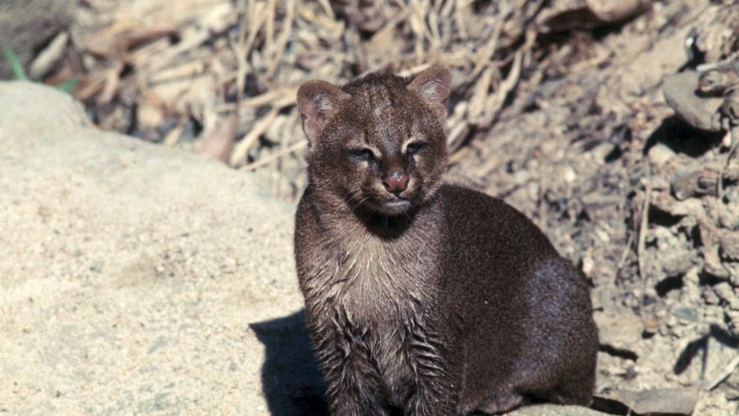 The US States With The Most Jaguarundi