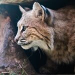 Top 9 Most Likely Places to Encounter Bobcats in the United States