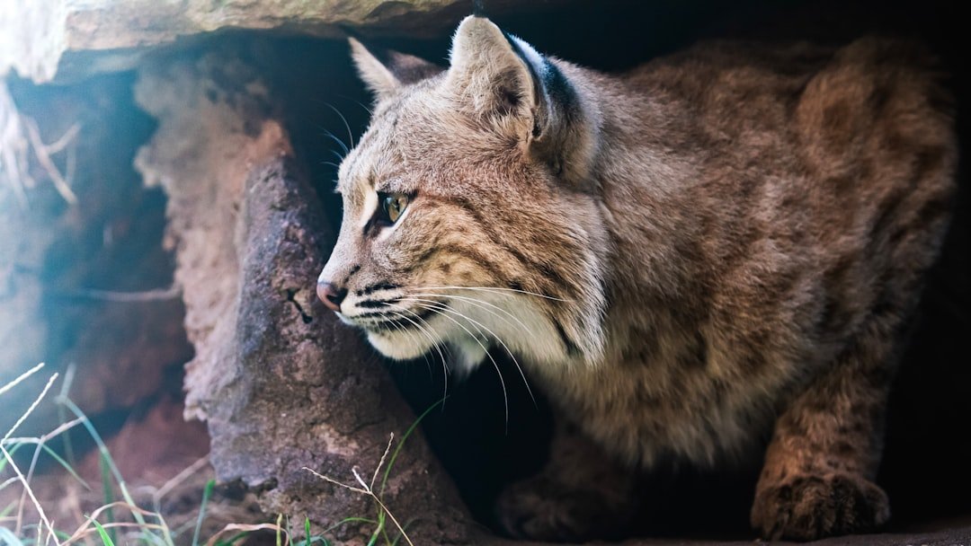 Top 9 Most Likely Places to Encounter Bobcats in the United States