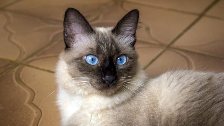 Avoid These 6 Cat Breeds If Your Zodiac Sign is an Aquarius