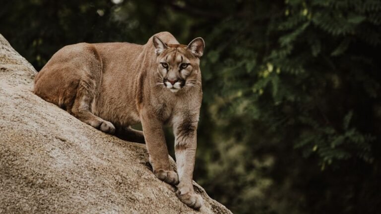 6 Wild Cats Still Found Roaming the U.S.