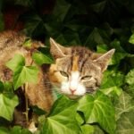 12 Common Household Plants That Are Toxic to Cats (and What to Use Instead)