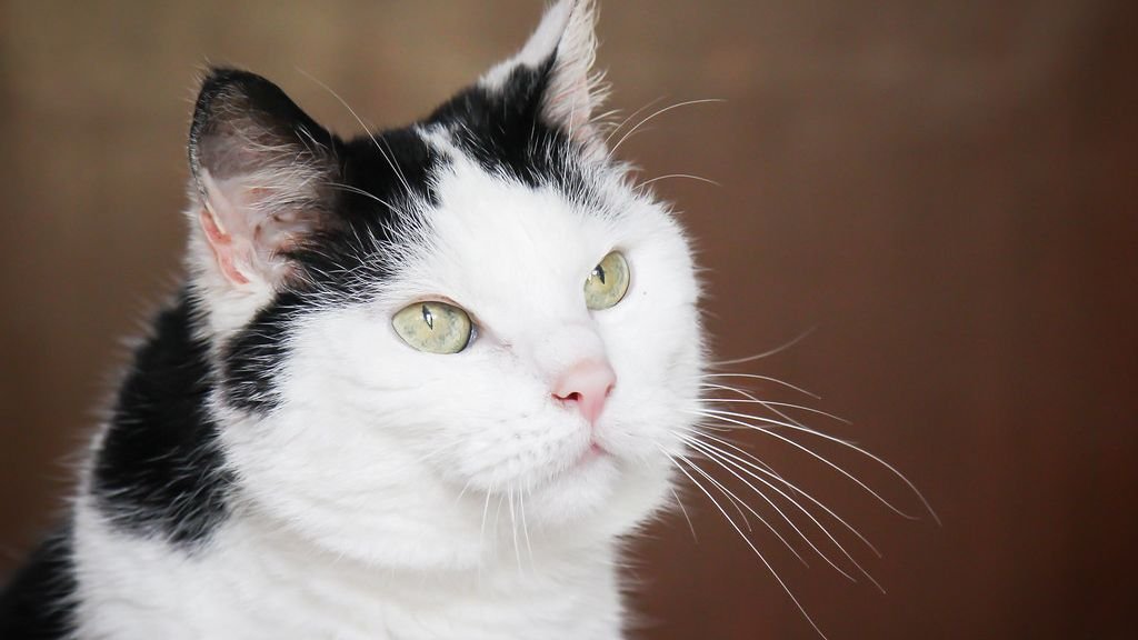5 Myths About Senior Cats Debunked: Caring for Your Aging Feline Friend