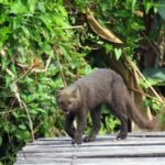 8 Facts About The Jaguarundi That Will Blow Your Mind